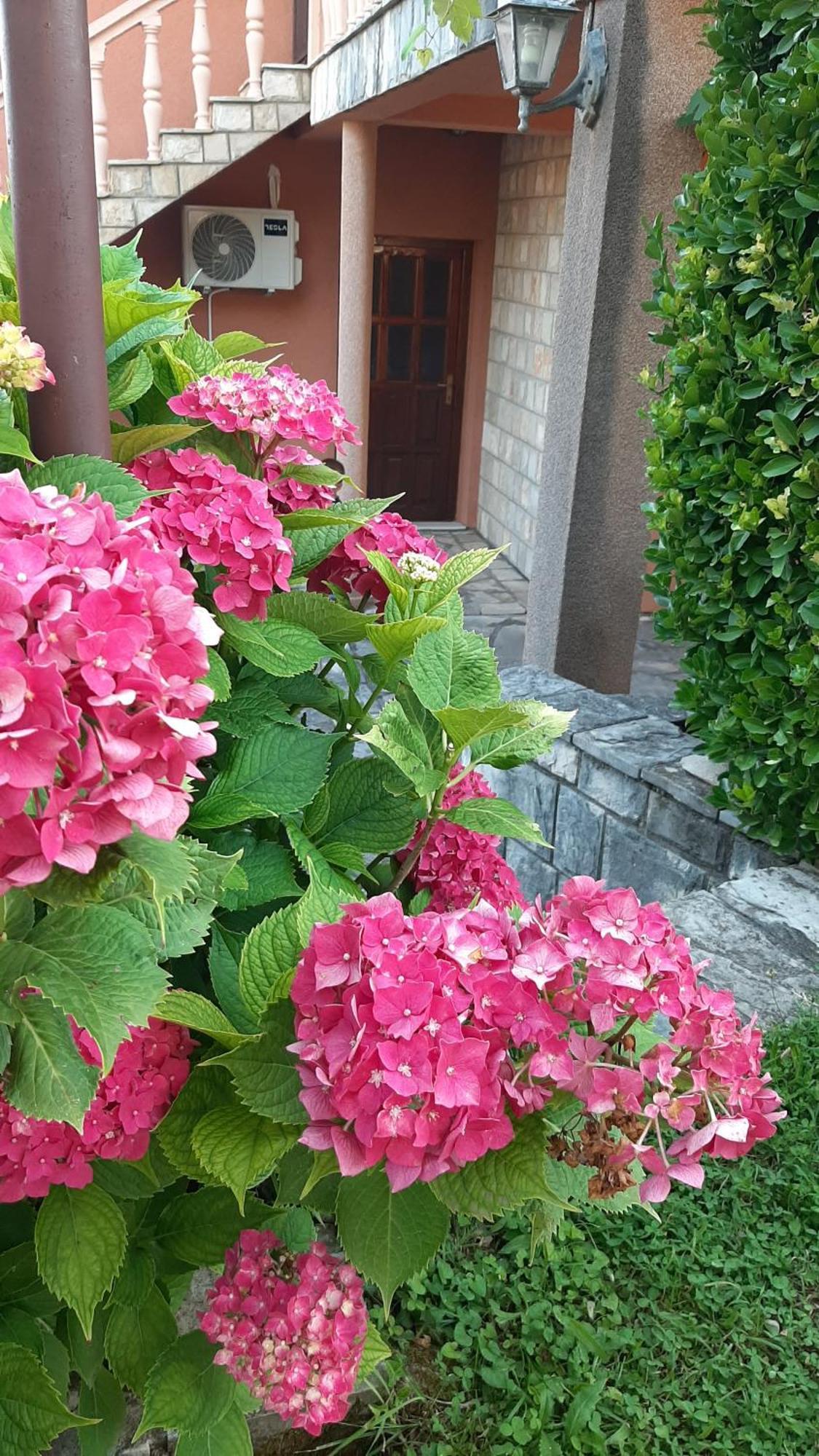 Apartmani "Dukic" Pelinovo Rom bilde