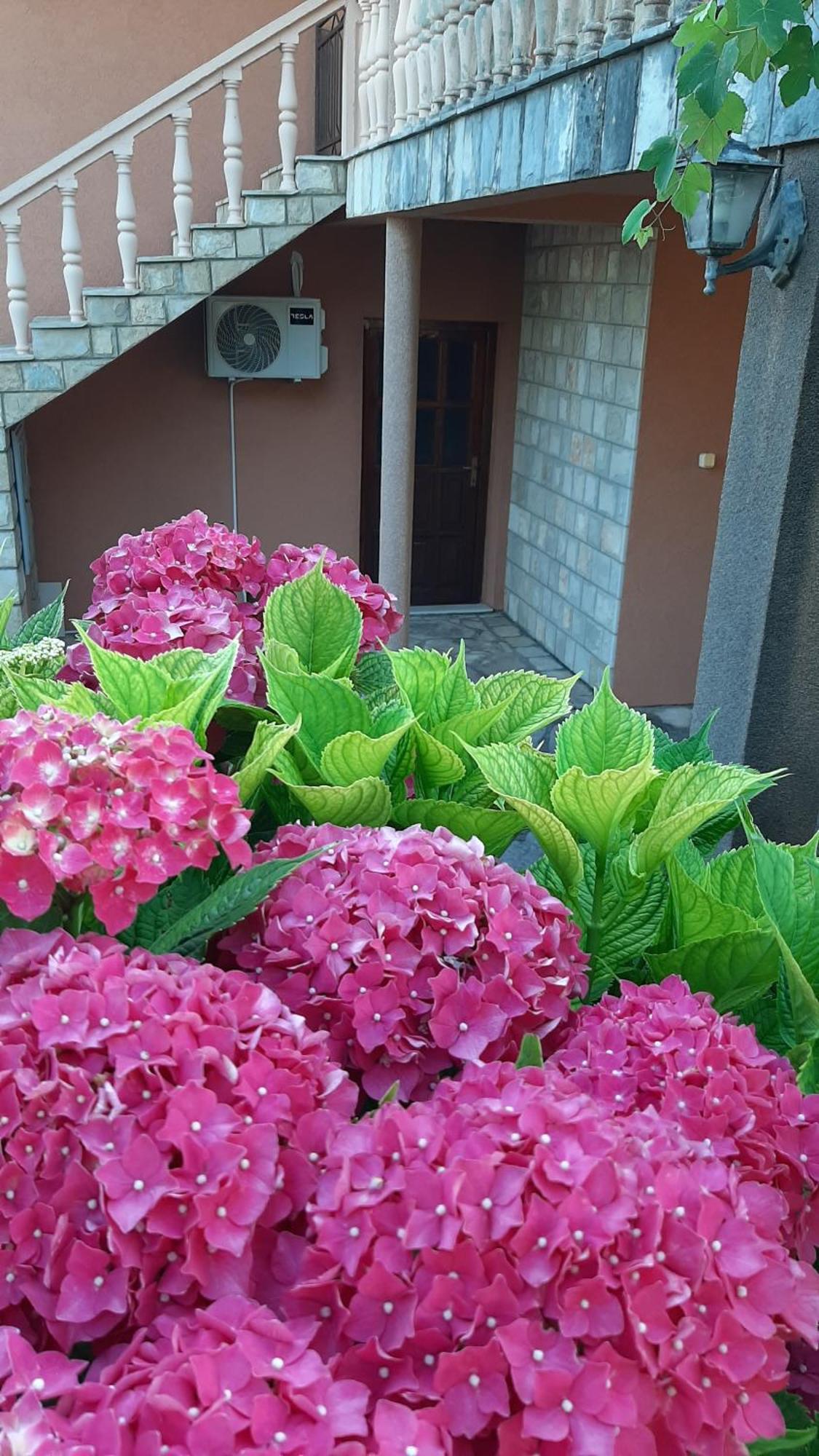 Apartmani "Dukic" Pelinovo Rom bilde